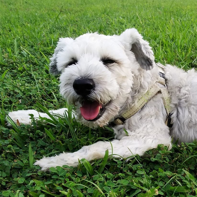 Tumour removal for a senior dog