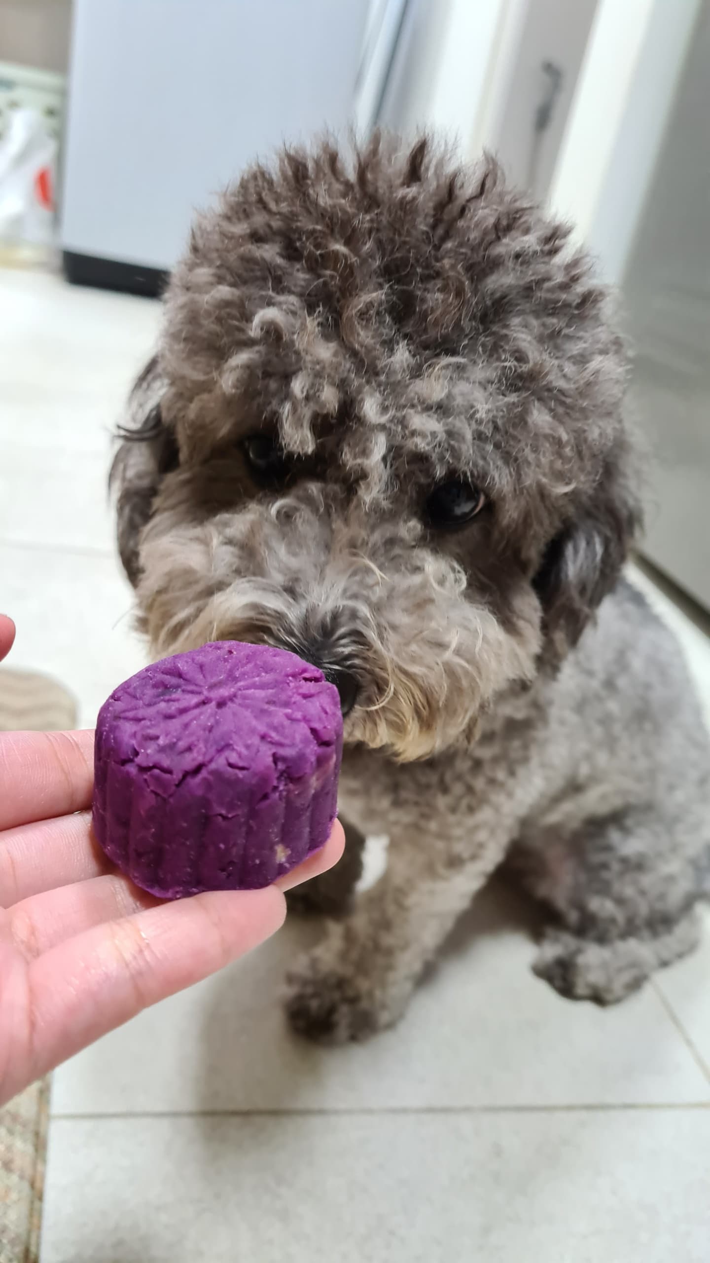 DIY Doggie Mooncakes