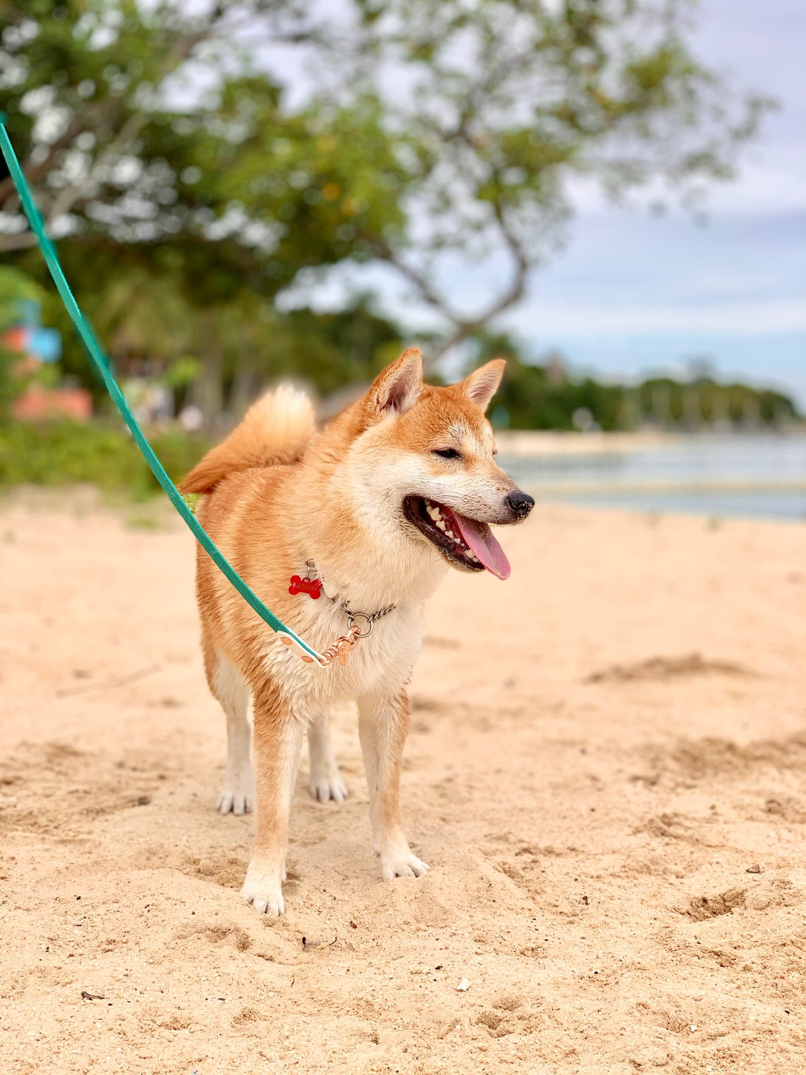 Heading to the Beach? Be careful of your doggo swallowing too much sand!