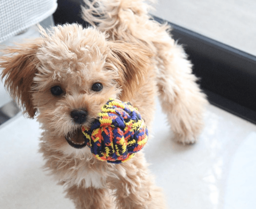 Packing a dog go-bag