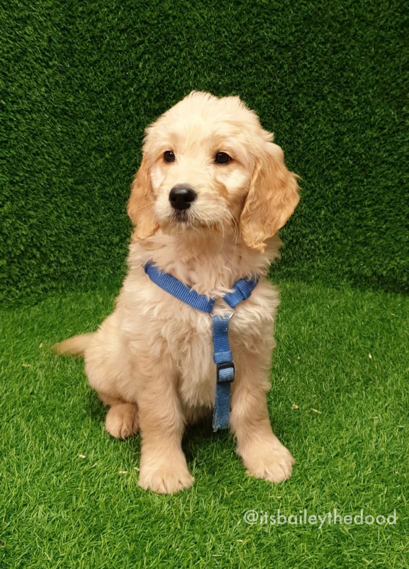 From Ireland to Singapore: Meet Bailey