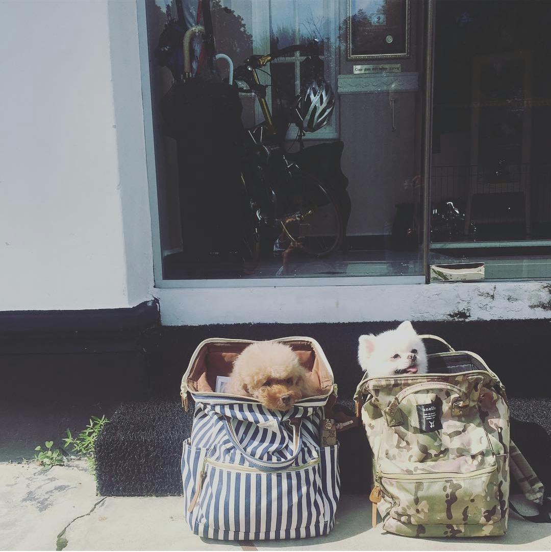 Flying with a Dog/Cat in Cargo as Checked Baggage