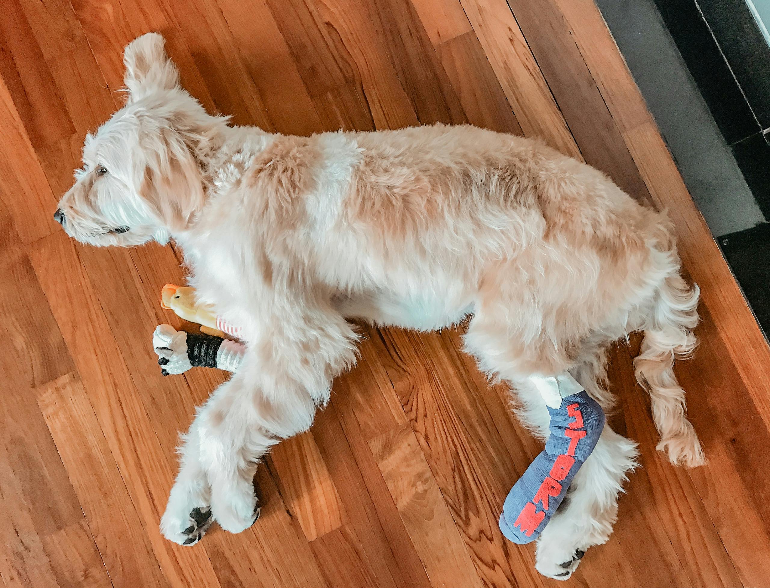 Caring for a dog with a fractured leg