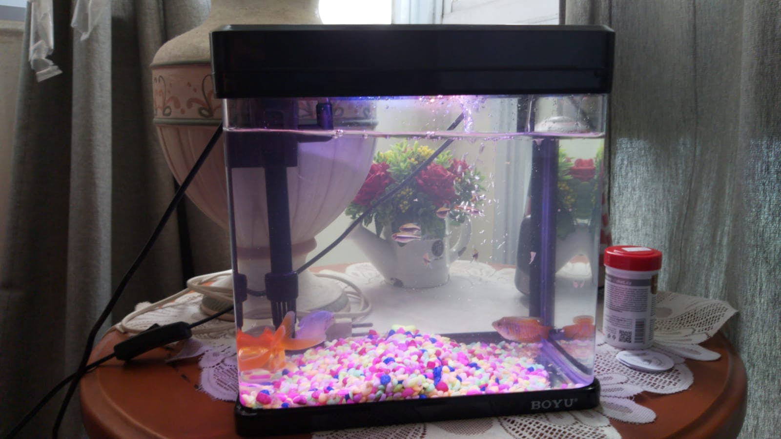 Important things to note when keeping fish as pets!