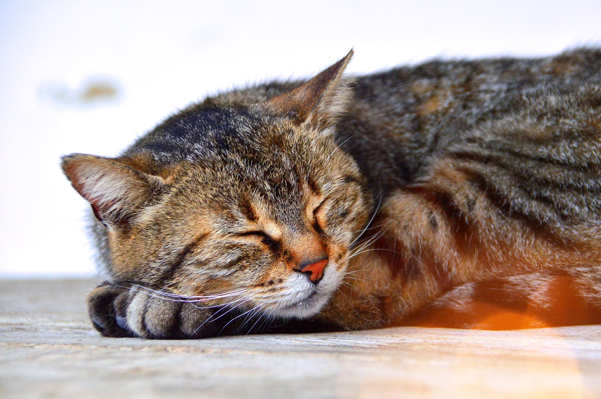 7 Signs That Your Cat Is in Pain