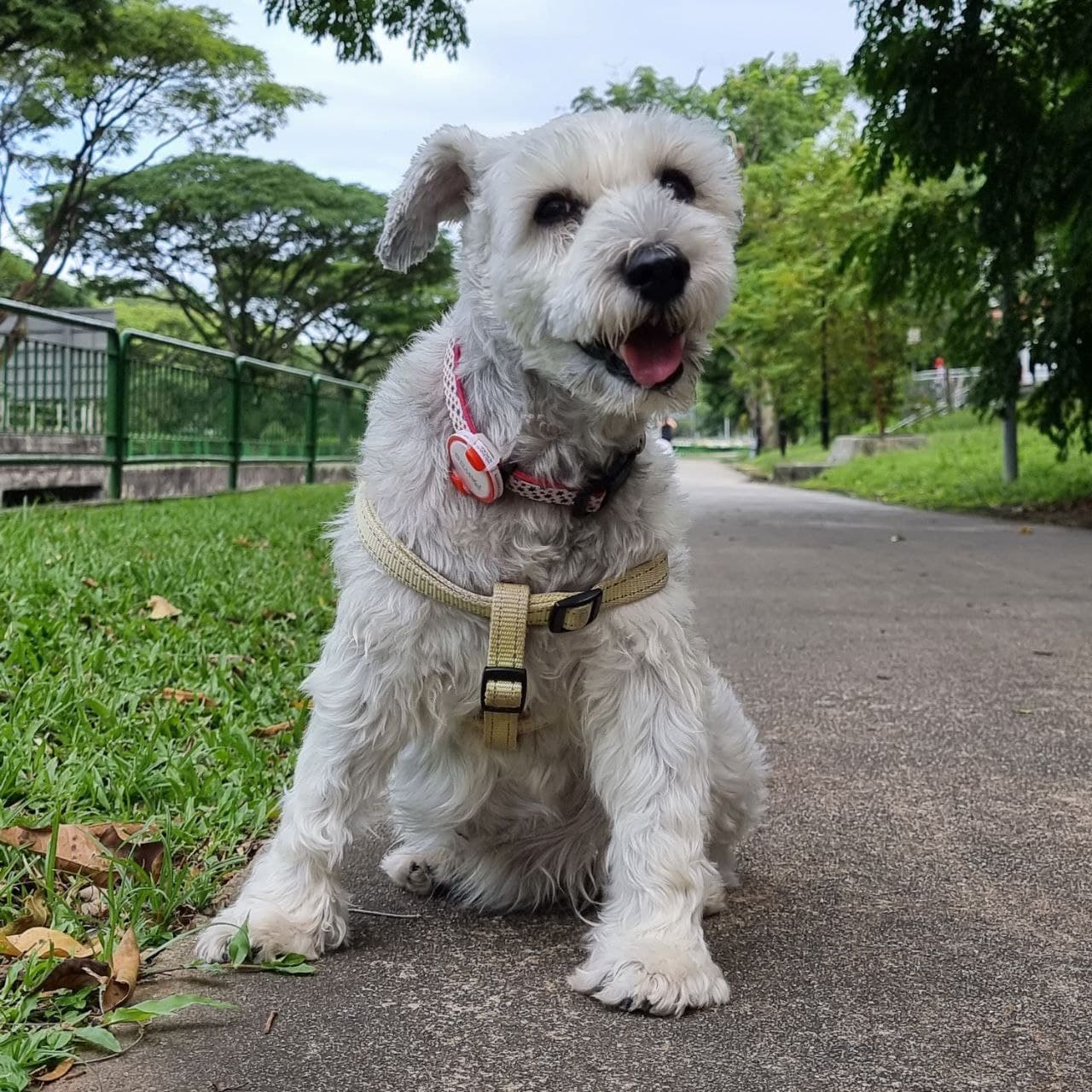 Could Miniature Schnauzer be the most beginner-friendly dog breed?