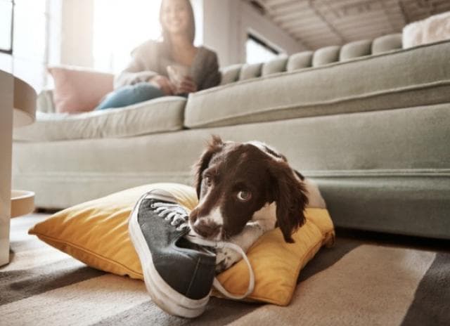 How to Stop Chewing in Puppies