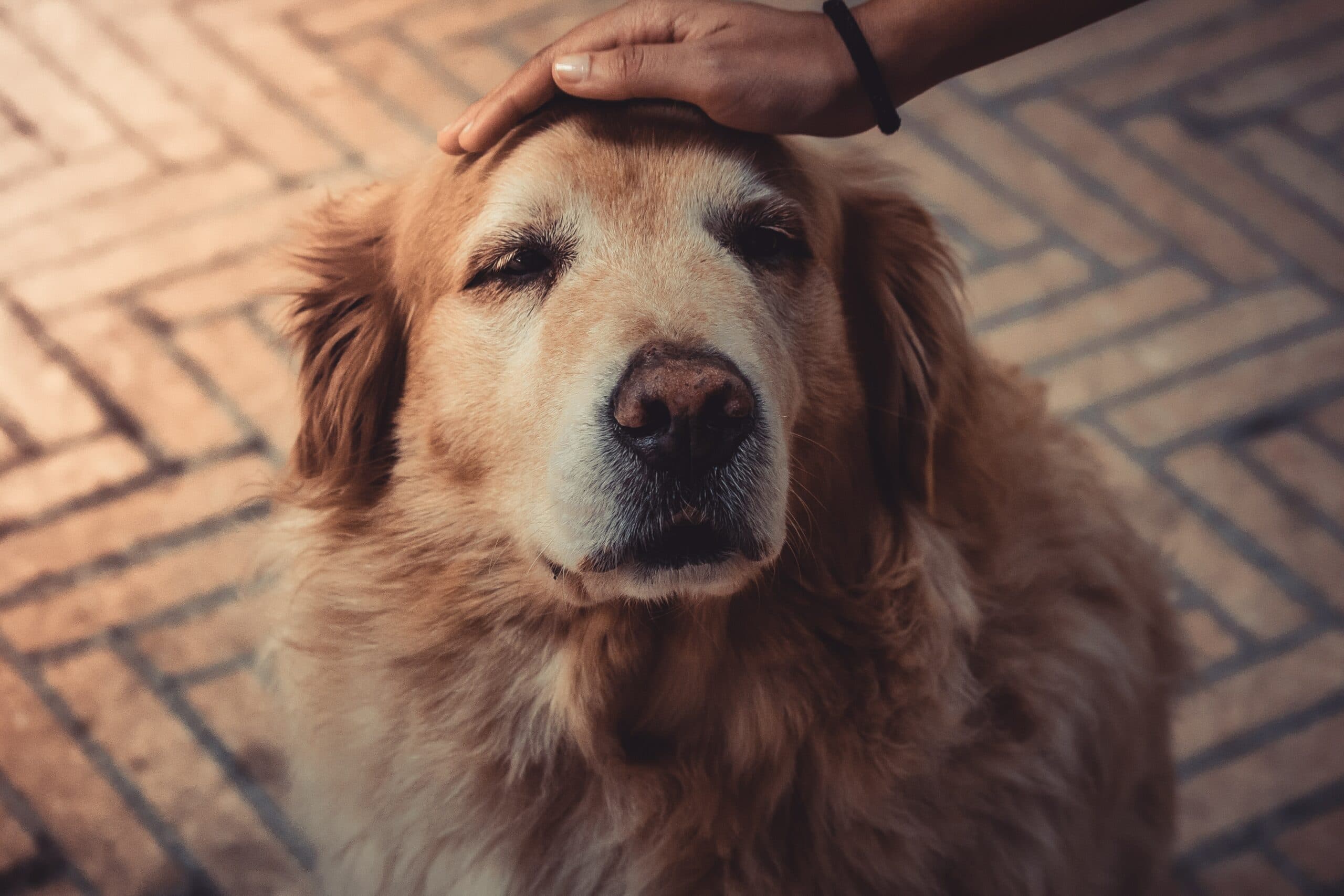 Who are the oldest pawpals?