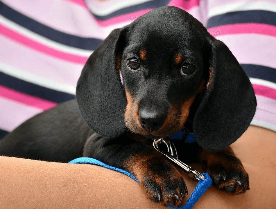 Toilet Training Tips for New Puppy Owners