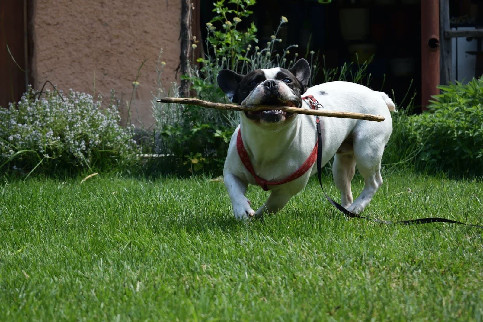 Petscaping: 4 Tips to Give Your Pet the Perfect Outdoor Play Area