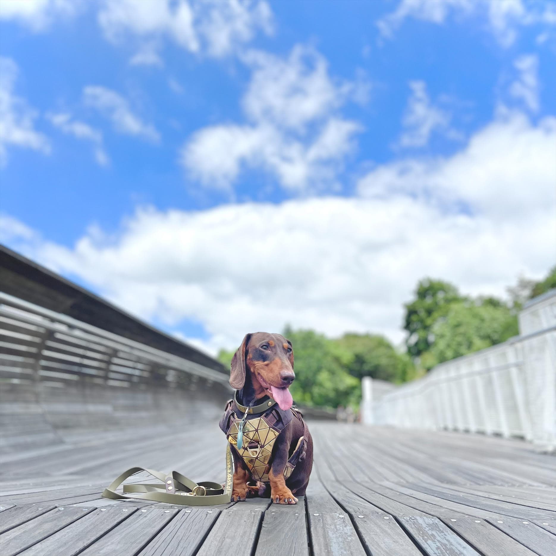 Aon’s Happy Tales: Dashdashingdachshund