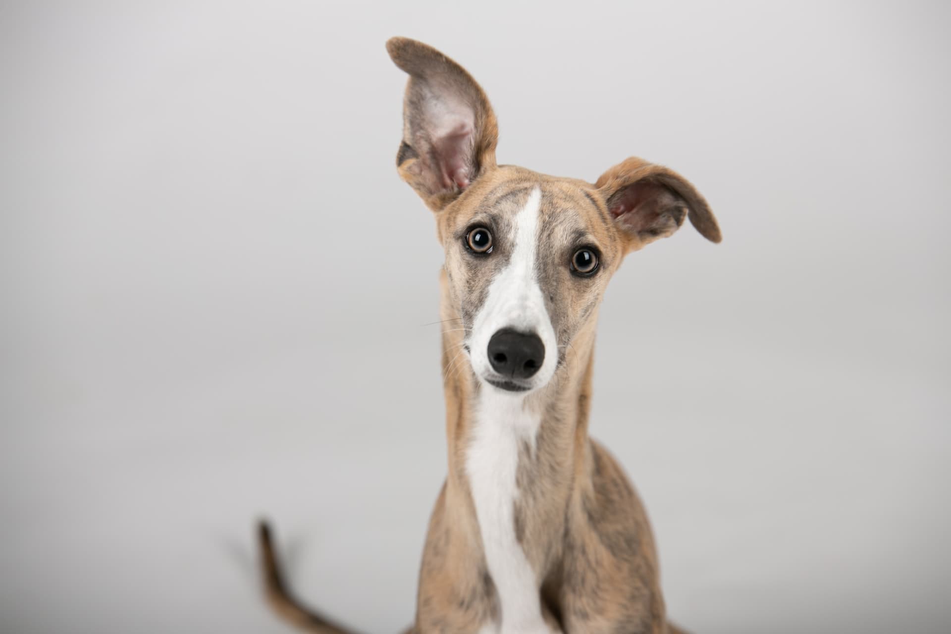 10 Reasons Why Greyhounds Make Great Pets