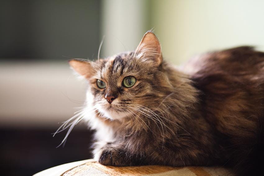 Senior Cat Care – Caring For Mature, Senior, and Geriatric Cats