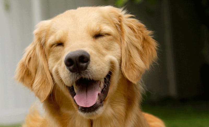 5 signs your dog is a happy pup!