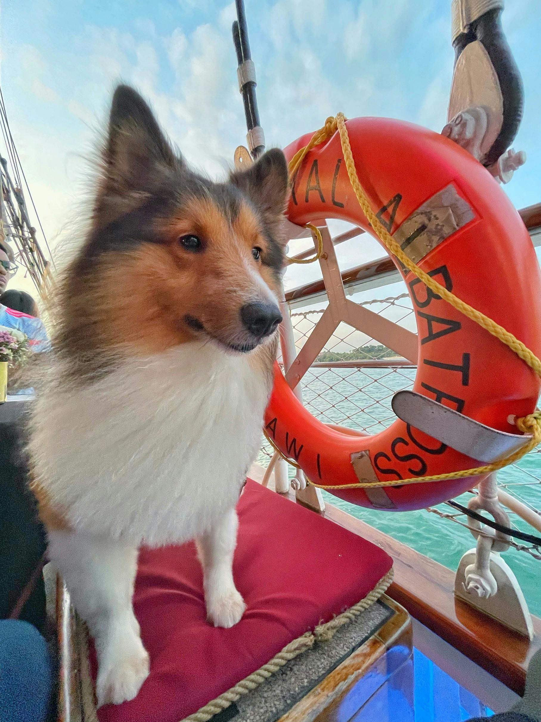 EmBARK on a majestic dog cruise aboard the Royal Albatross with Olliewoof_Sheltie