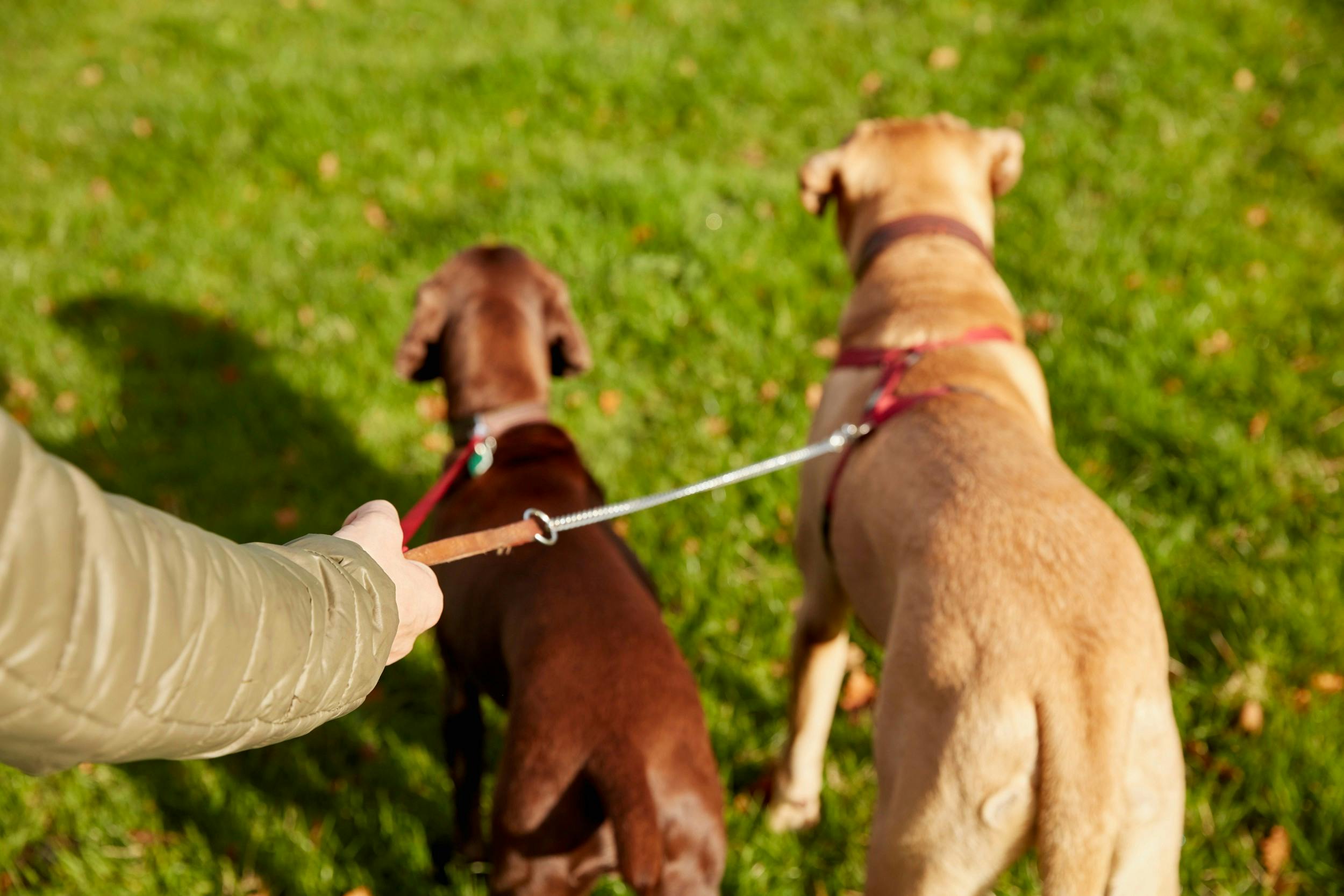 Preparing your nervous dog to be alone with a sitter or dog walker