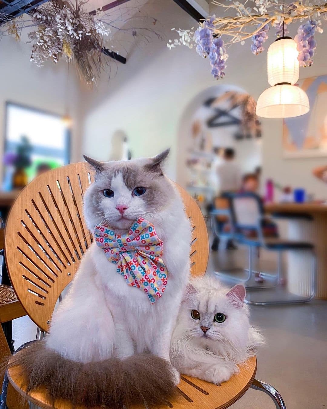 Pawjourr’s Creators: Xoxomeows