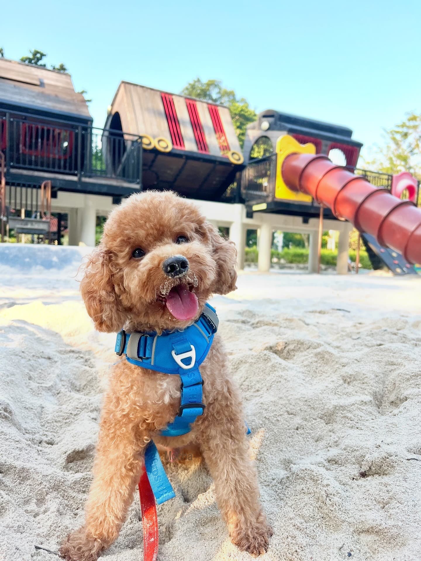 Aon’s HappyTails: @Mocha.bearry